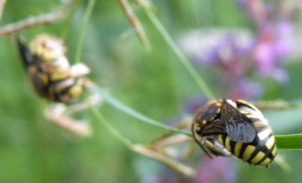 Anthidium florentinum, maschi  (Apidae Megachilinae)